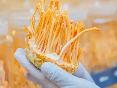 Cordycepin from Cordyceps militaris: Precision-Bioactivity for Modern Health Solutions